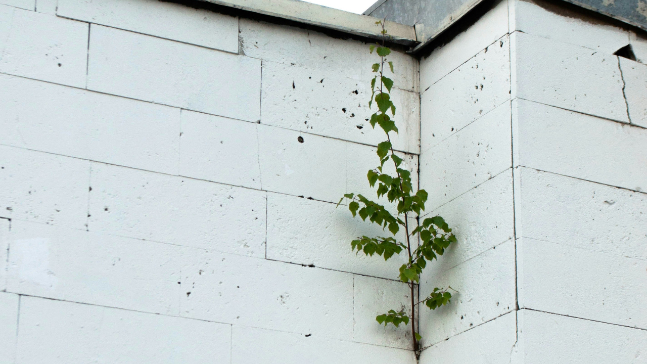 Why Willpower Fails (and What Actually Creates Change)