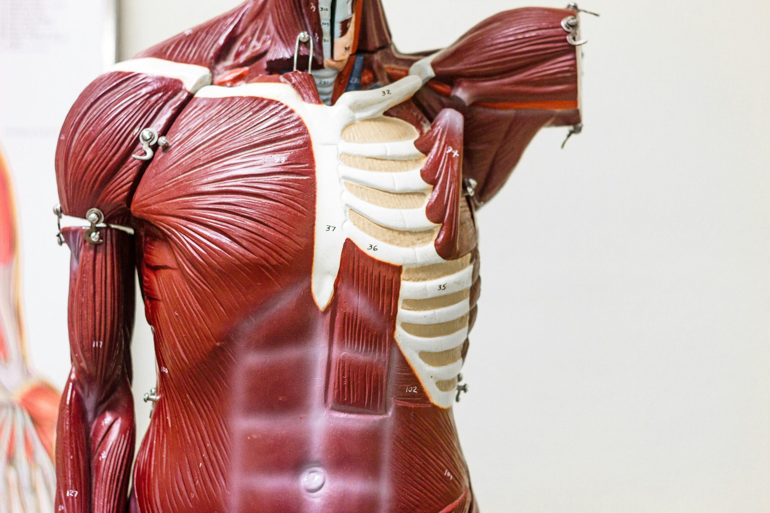 The Importance of Building and Maintaining Muscle